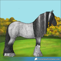 Horse Color:Blue Roan Tobiano