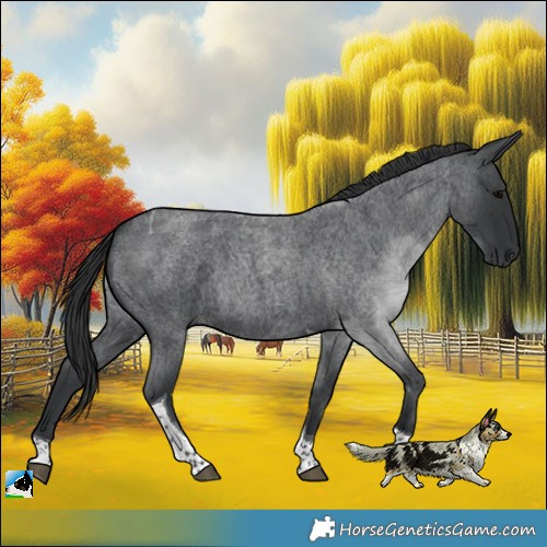 Horse Color:Blue Roan Tobiano