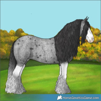 Horse Color:Blue Roan Splash