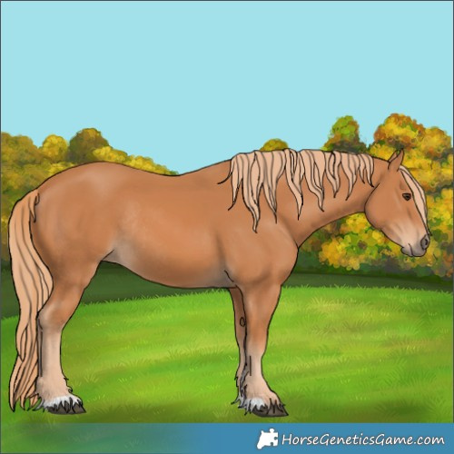 Horse Color:Chestnut Rabicano 