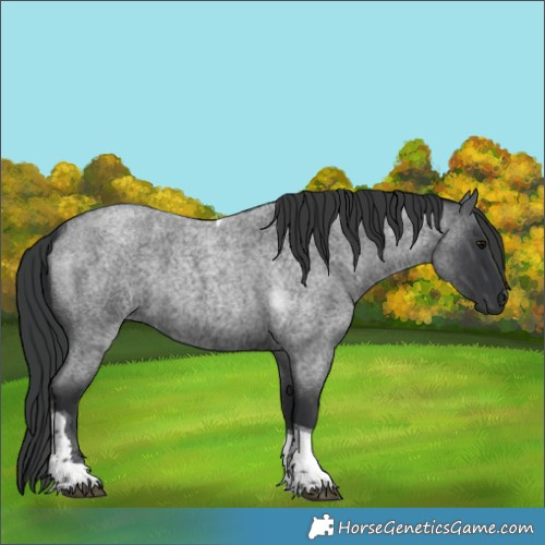 Horse Color:Blue Roan Tobiano 