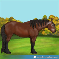 Horse Color:Gray Bay 