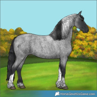 Horse Color:Blue Roan Tobiano