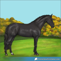 Horse Color:Smoky Black  and Smoky Black 
