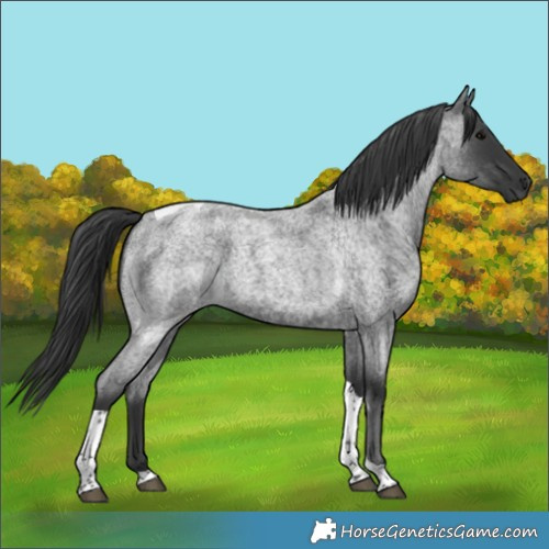 Horse Color:Blue Roan Tobiano 