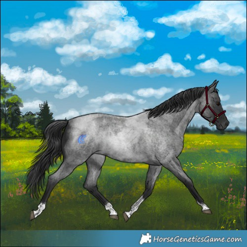 Horse Color:Blue Roan Tobiano