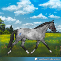Horse Color:Blue Roan Tobiano 