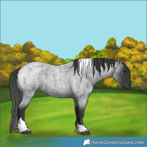 Horse Color:Blue Roan Tobiano 