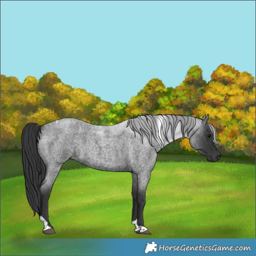 Horse Color:Blue Roan Tobiano 