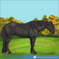 Horse Color:Smoky Black and Smoky Black