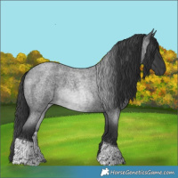 Horse Color:Blue Roan Tobiano