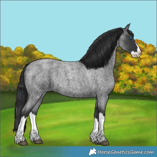 Horse Color:Blue Roan Splash
