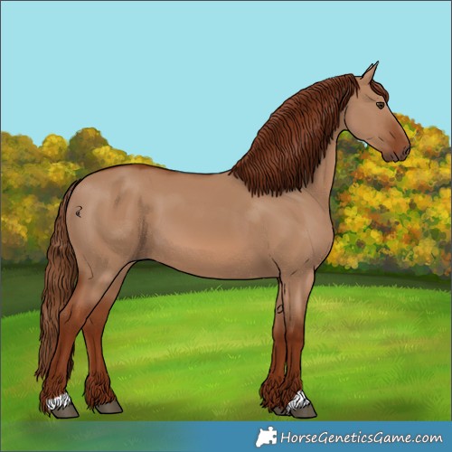 Horse Color:Red Dun 