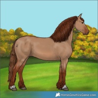 Horse Color:Red Dun 