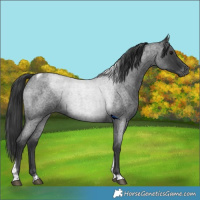 Horse Color:Blue Roan Tobiano 