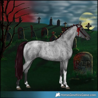 Horse Color:Blue Roan Tobiano