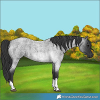Horse Color:Unknown 
