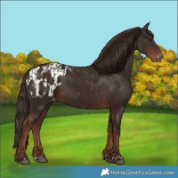 Horse Color:Liver Chestnut  and Liver Chestnut Appaloosa 