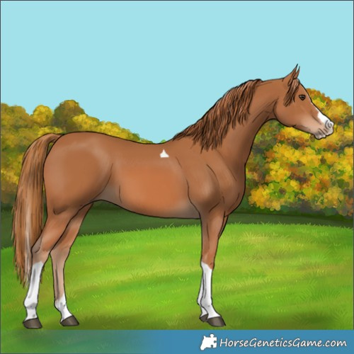 Horse Color:Chestnut Splash Tobiano