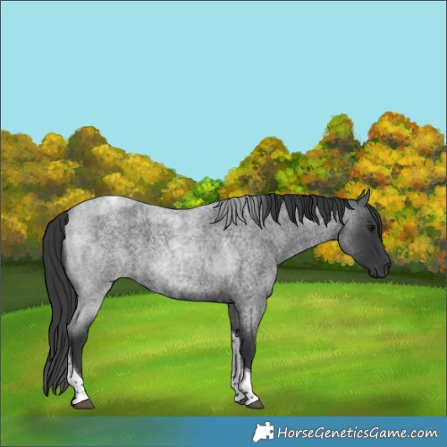 Horse Color:Blue Roan Tobiano 