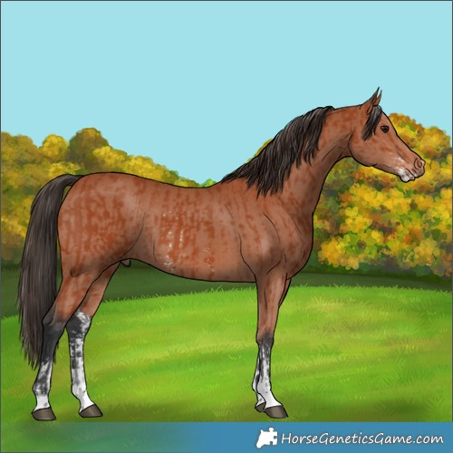Horse Color:Bay Sabino Rabicano  and Bay Sabino Rabicano 
