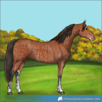 Horse Color:Bay Sabino Rabicano  and Bay Sabino Rabicano 