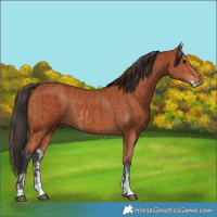 Horse Color:Bay Sabino Rabicano  and Bay Sabino Rabicano 