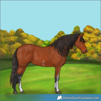 Horse Color:Bay Sabino Rabicano  and Bay Sabino Rabicano 