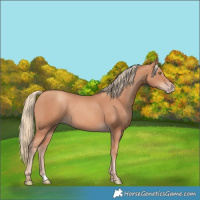 Horse Color:Gold Champagne