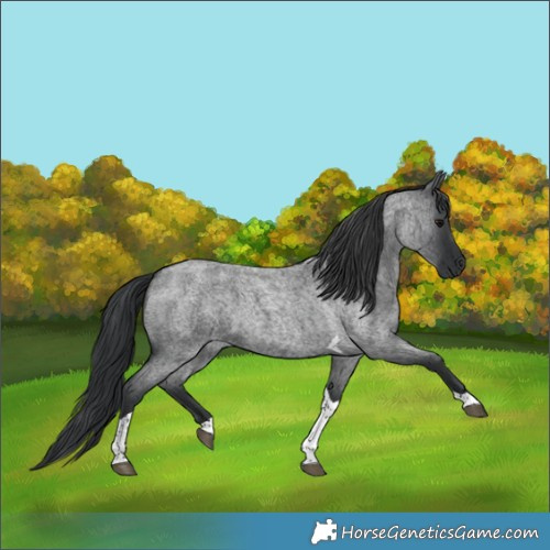 Horse Color:Blue Roan Tobiano 