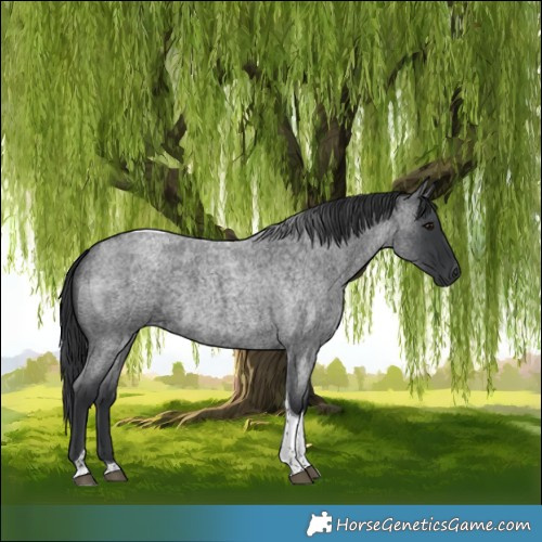 Horse Color:Blue Roan Tobiano 