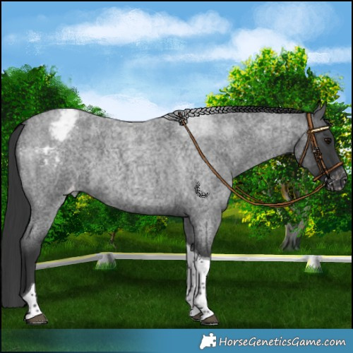 Horse Color:Blue Roan Tobiano Varnish 