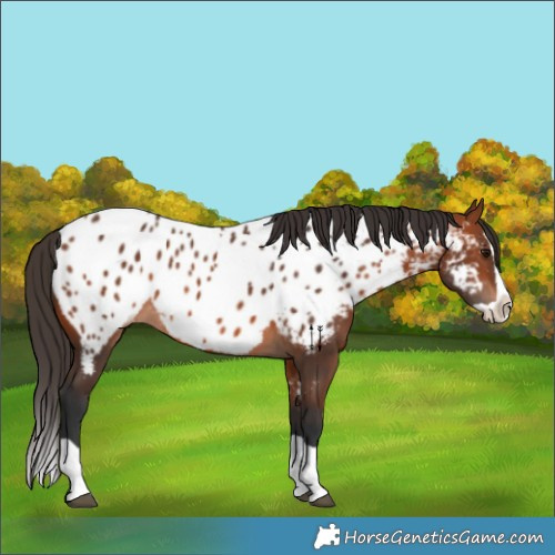 Horse Color:Bay Splash Appaloosa