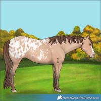 Horse Color:Amber Champagne Splash Appaloosa 