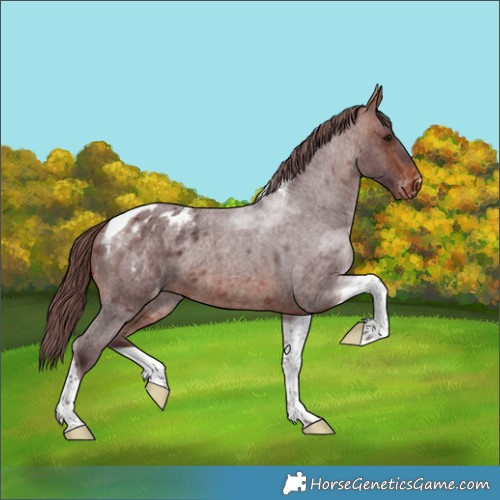 Horse Color:Chocolate Brown Roan Tobiano Blanket 