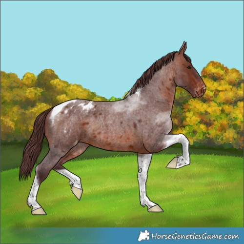 Horse Color:Chocolate Brown Roan Tobiano Appaloosa 