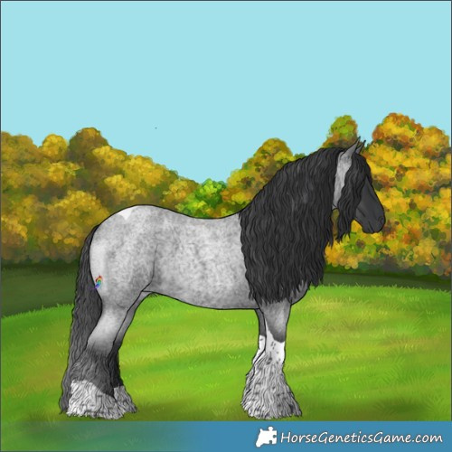Horse Color:Blue Roan Tobiano