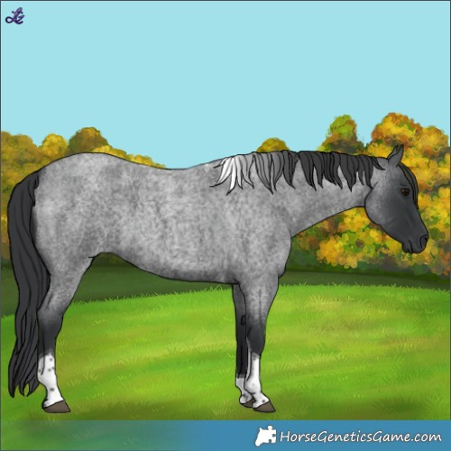 Horse Color:Blue Roan Tobiano 