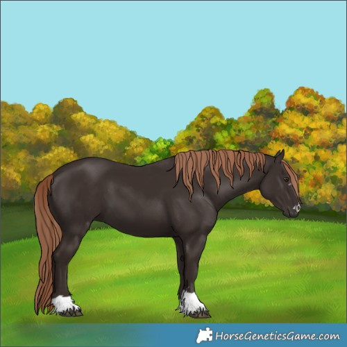 Horse Color:Liver Chestnut