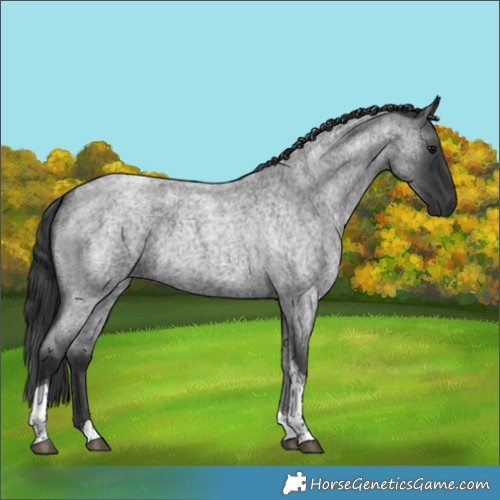 Horse Color:Blue Roan Tobiano 