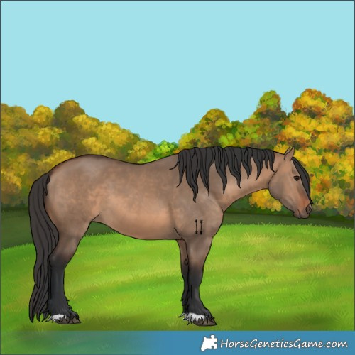 Horse Color:Brown Dun 