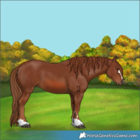Horse Color:Chestnut 