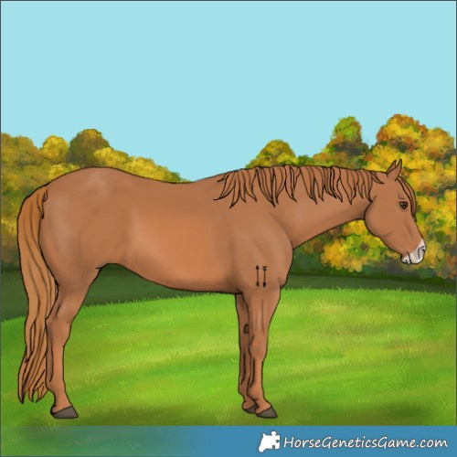Horse Color:Chestnut Frame