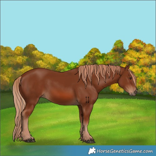 Horse Color:Chestnut 