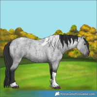 Horse Color:Blue Roan Tobiano 