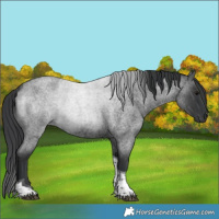 Horse Color:Blue Roan Tobiano 