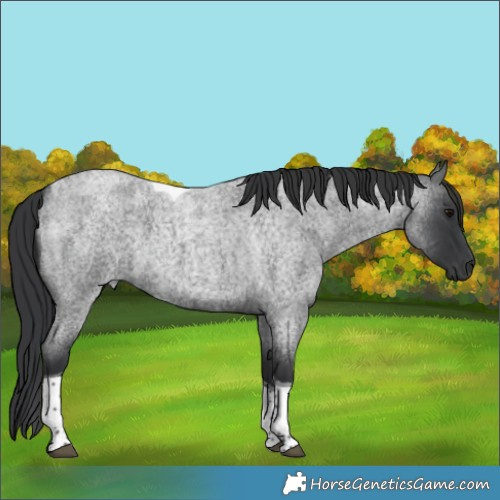 Horse Color:Blue Roan Tobiano 
