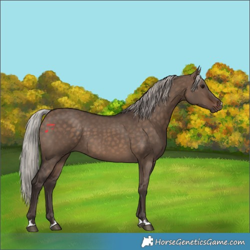 Horse Color:Silver Brown Dun 