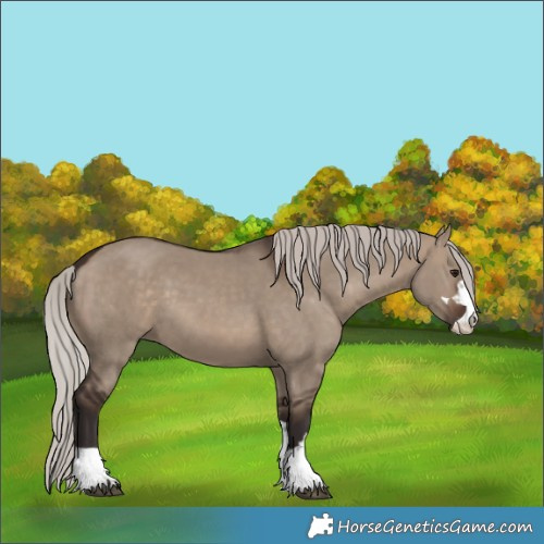 Horse Color:Silver Brown Dun 