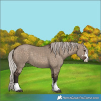 Horse Color:Silver Brown Dun